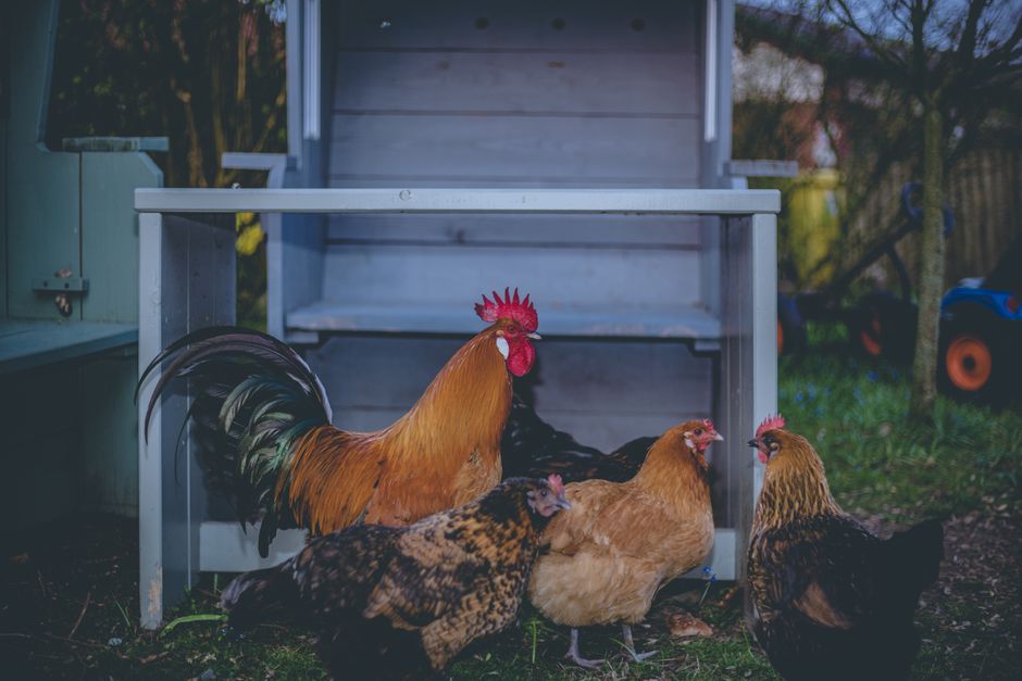 Chicken Coop Kits That Actually Work for Beginners