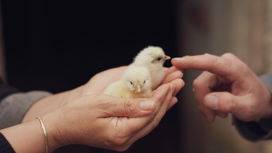 Your First Baby Chicks: A Beginner's Care Guide