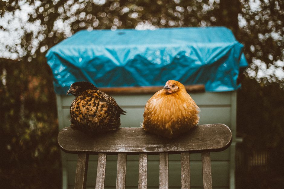 Egg Prices Crashed But the Chicken Boom Keeps Going