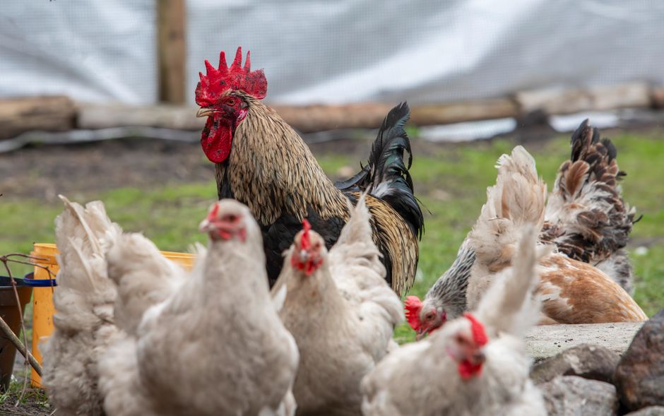 Your Chicken Flock Size: Legal Limits and Best Practices