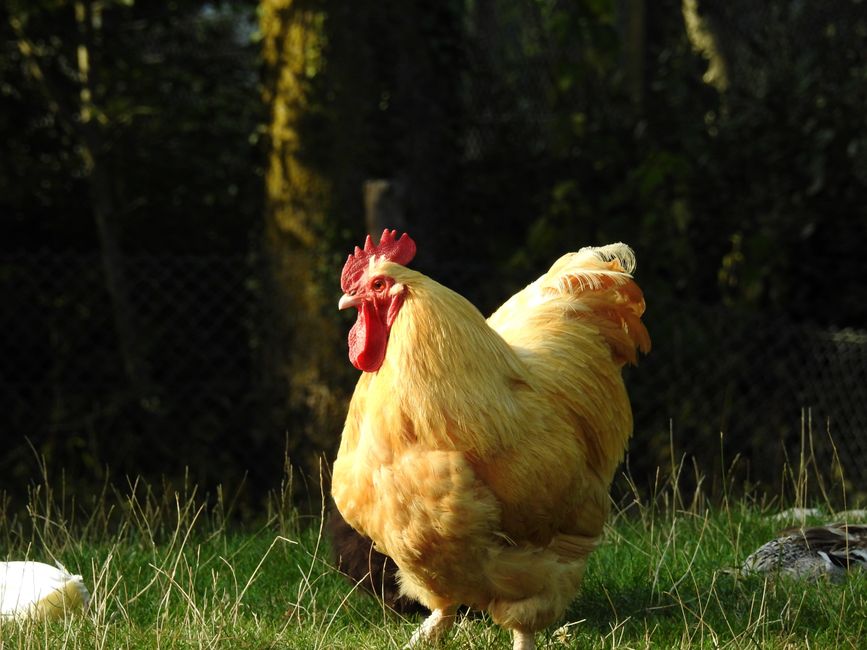Golden Comets: The Egg-Laying Chicken Every Homesteader Needs