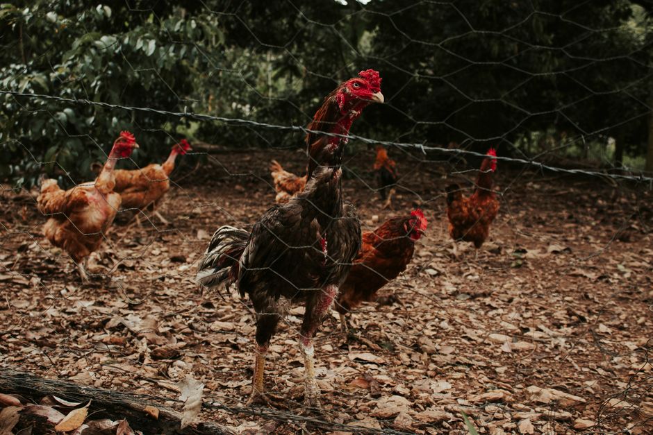 Why Your Backyard Chickens Turn Aggressive