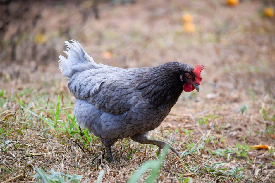 Protect Your Backyard Flock From Avian Influenza
