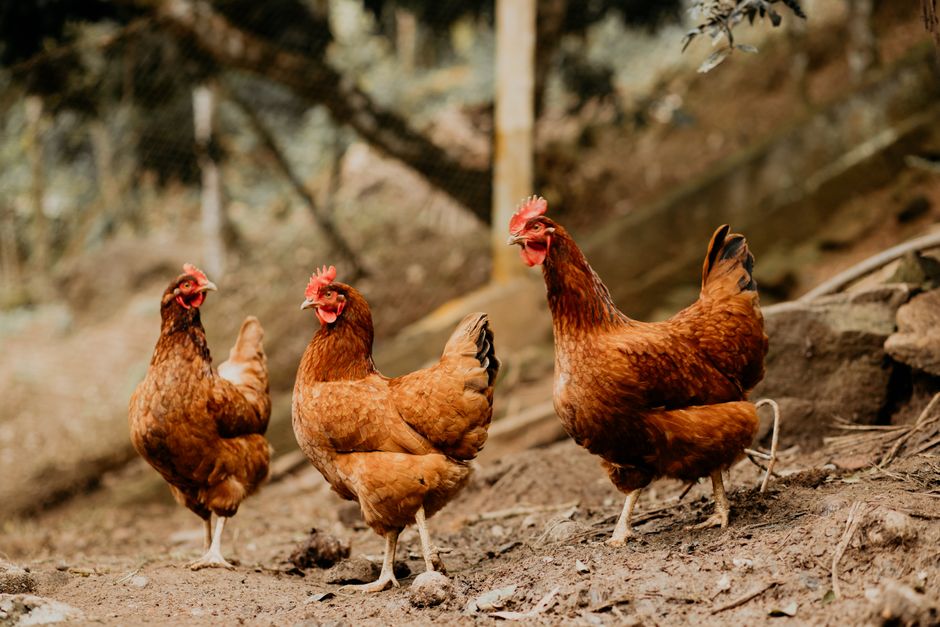 Raising Backyard Chickens: What You'll Really Spend