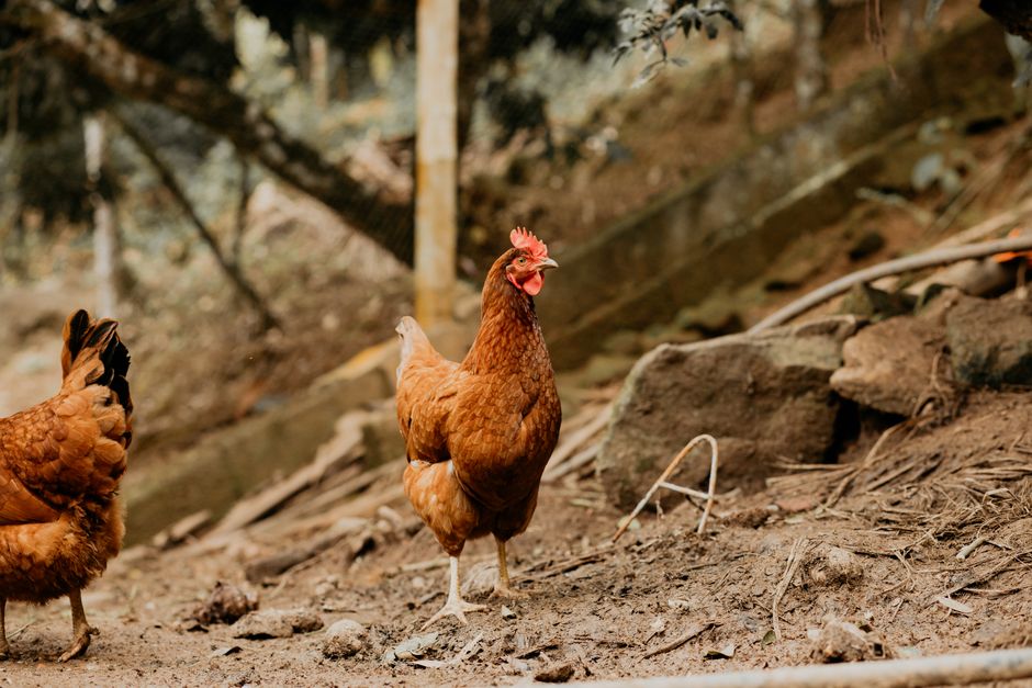 Turn Your Chicken Manure Into Garden Gold