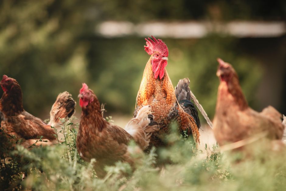12 Hens Per Rooster: The Ideal Flock Ratio Explained