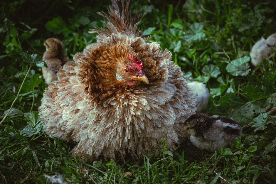 When Baby Chicks Are Ready To Roam Outside