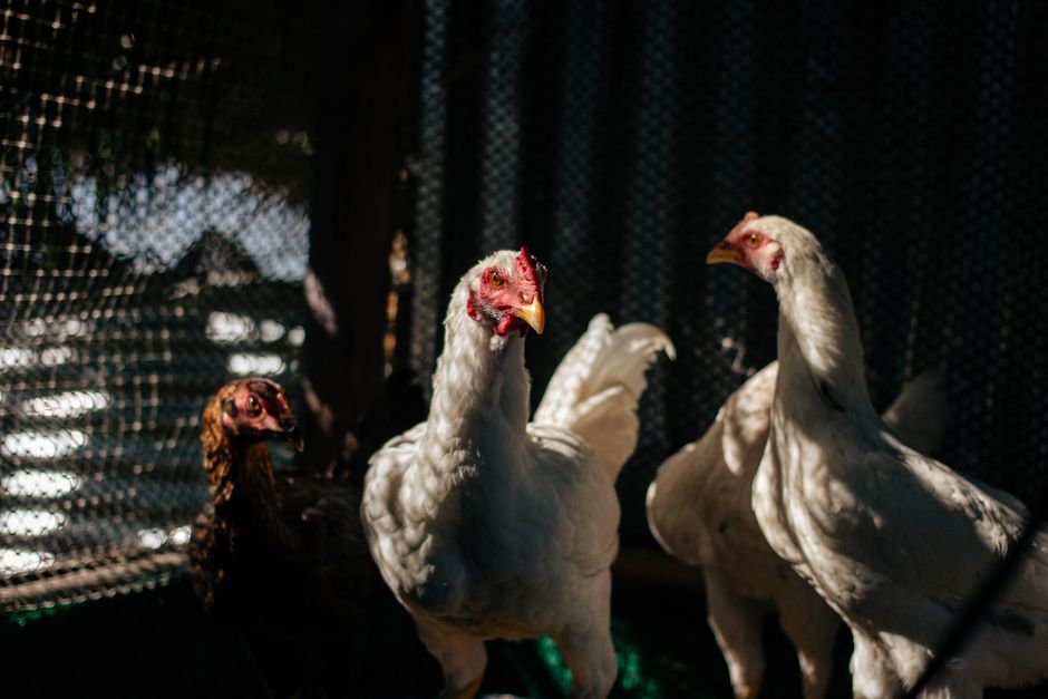 Winter Egg Production: The Light Strategy That Works