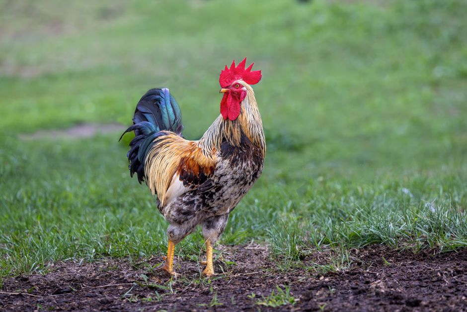 Your First Chickens: A Beginner's Complete Guide