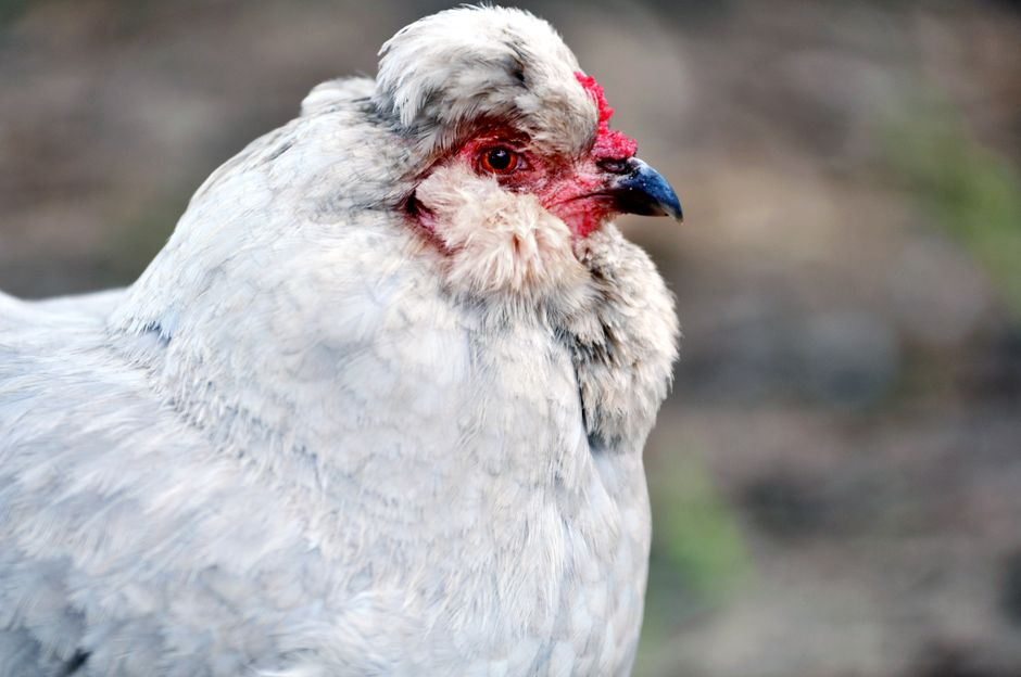 Why Your Chicken Is Losing Feathers: 5 Common Causes