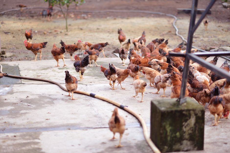 The Best Chicken Coop Flooring For Healthy Flocks