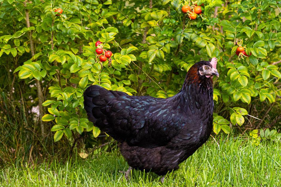 Keep Chickens Out Of Your Vegetable Garden