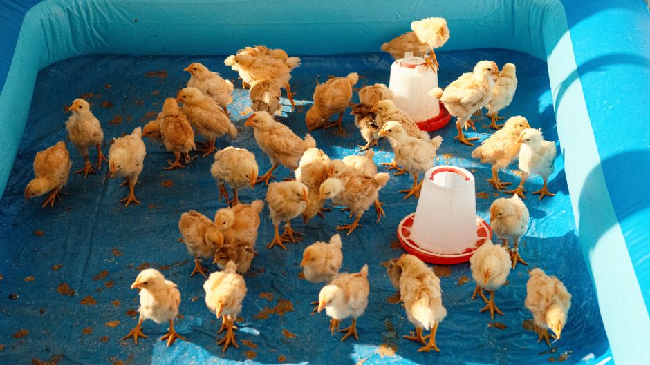 How Much Water Do Your Backyard Chickens Really Need?