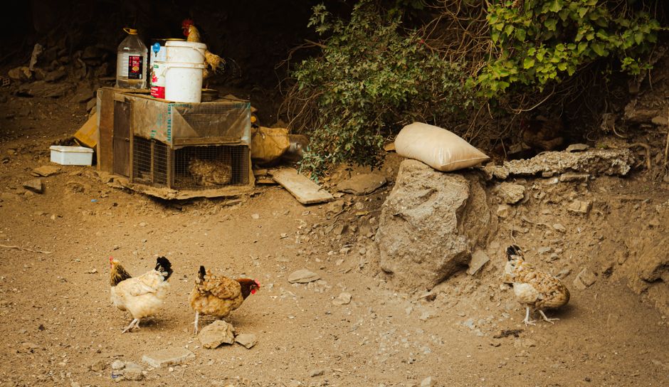 Why Hens Stop Laying: 9 Common Causes and Fixes