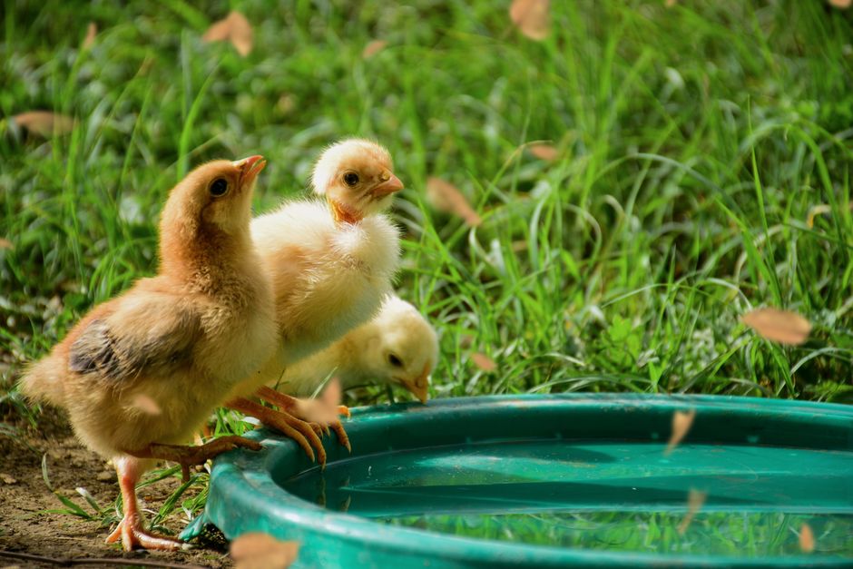 Keep Baby Chicks Warm: Best Heat Lamp Guide