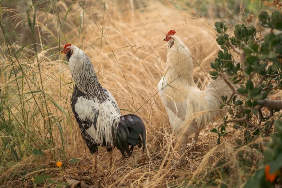 H5N1 Reaches Every Continent: What It Means for Your Flock