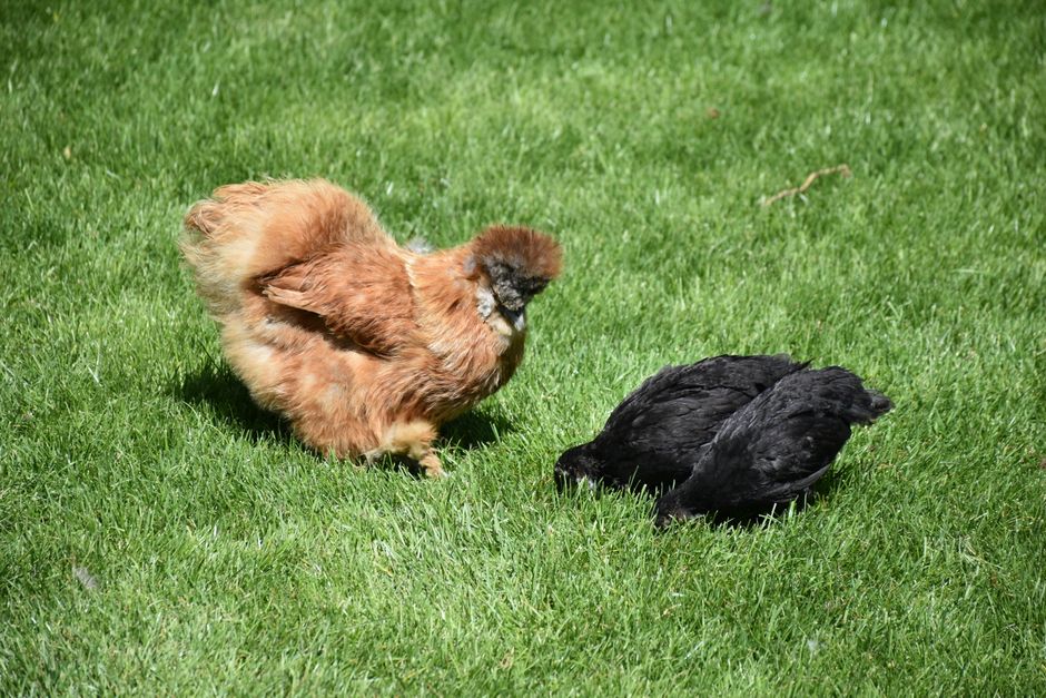Salmonella Outbreak Hits 31 States as Flock Numbers Keep Rising