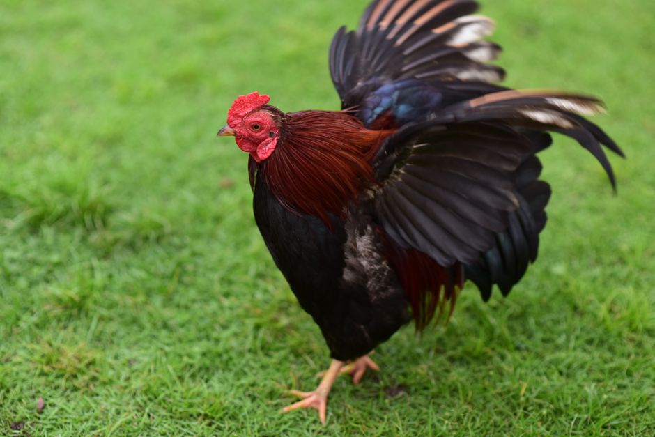 Why Roosters Matter In Your Backyard Flock
