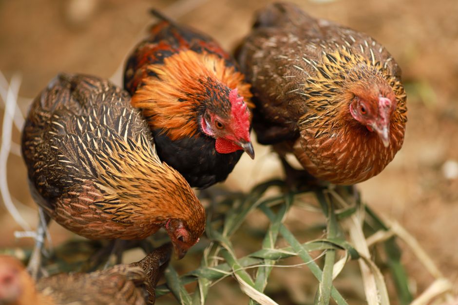 Why Your Chickens Fight For Pecking Order