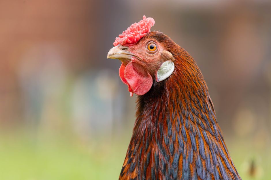 Egg Production by Chicken Breed (2026): Annual Yield Comparison
