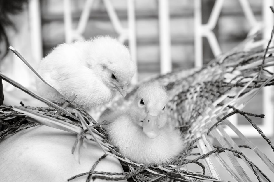 How to Find Healthy Chicks Online for Your Backyard