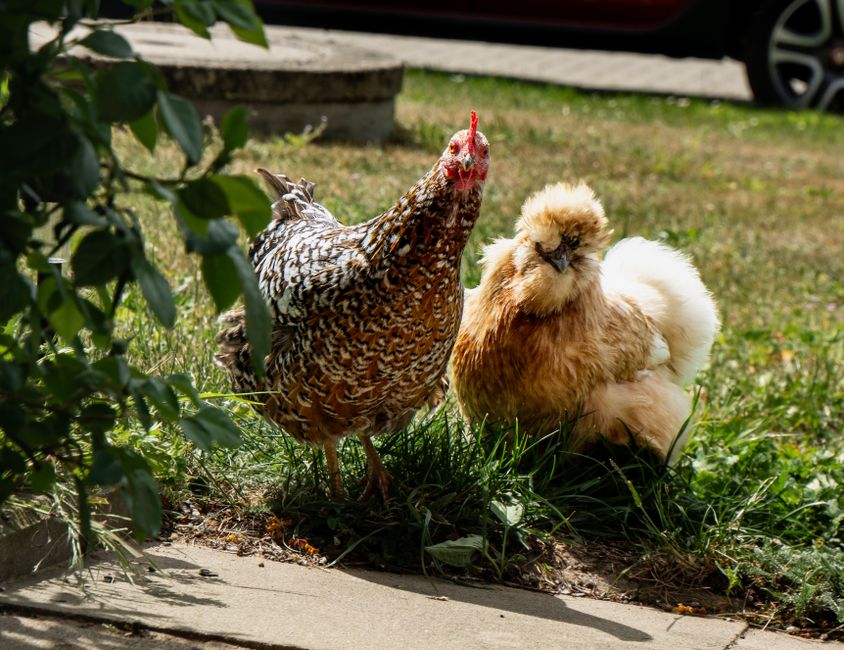 Why Chickens Peck Each Other and How to Stop It