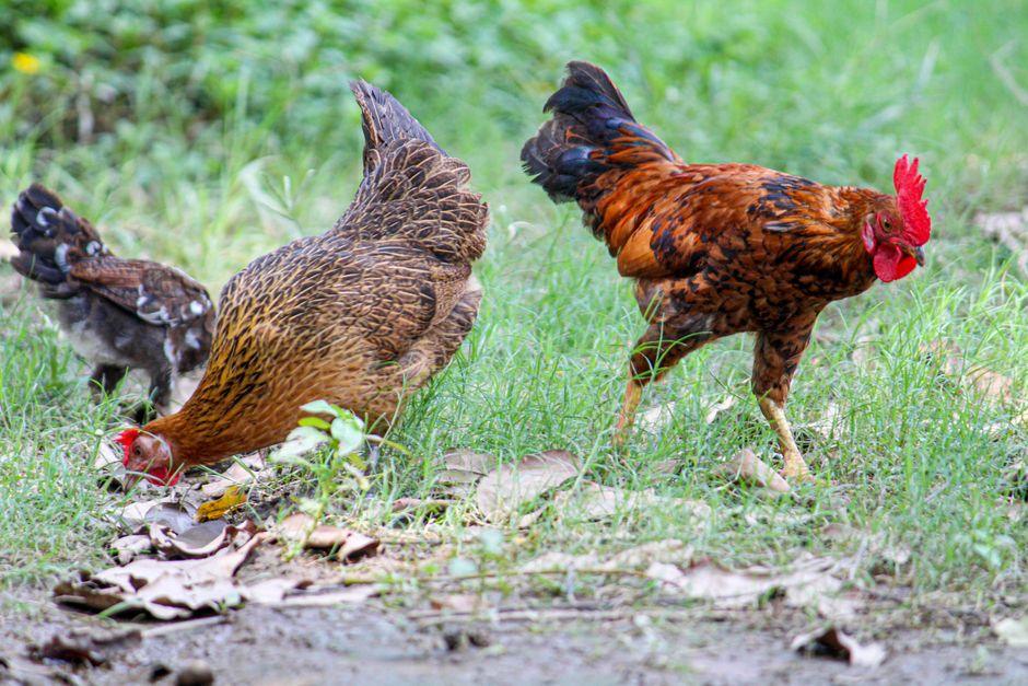 Grow More Food: Design A Garden Your Chickens Will Love