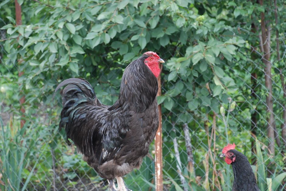 Best Dual-Purpose Chickens For Eggs And Meat