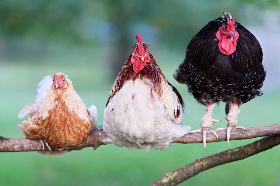 Stop Coccidiosis Before It Kills Your Flock