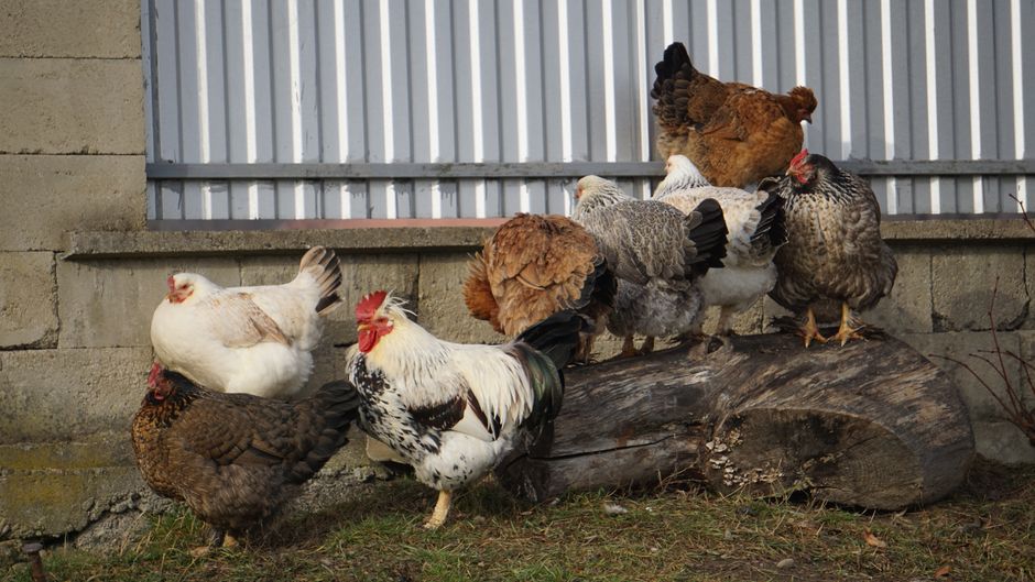Start Raising Chickens: A Beginner's Complete Guide