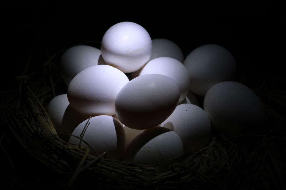 The Best Egg Incubators For Backyard Flocks