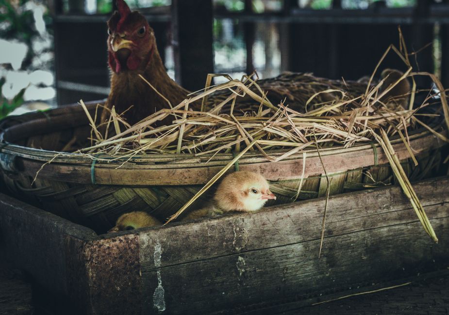 Best Nesting Boxes For Happy, Productive Hens