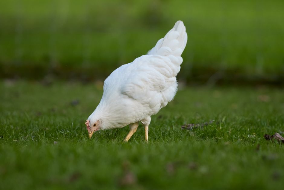 Feed Your Backyard Chickens Right: The Complete Guide