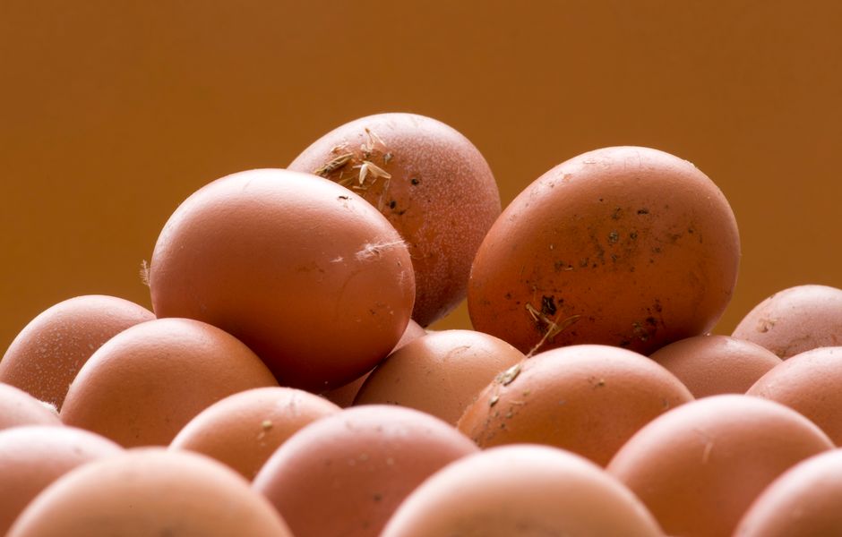 When To Candle Chicken Eggs And What To Look For