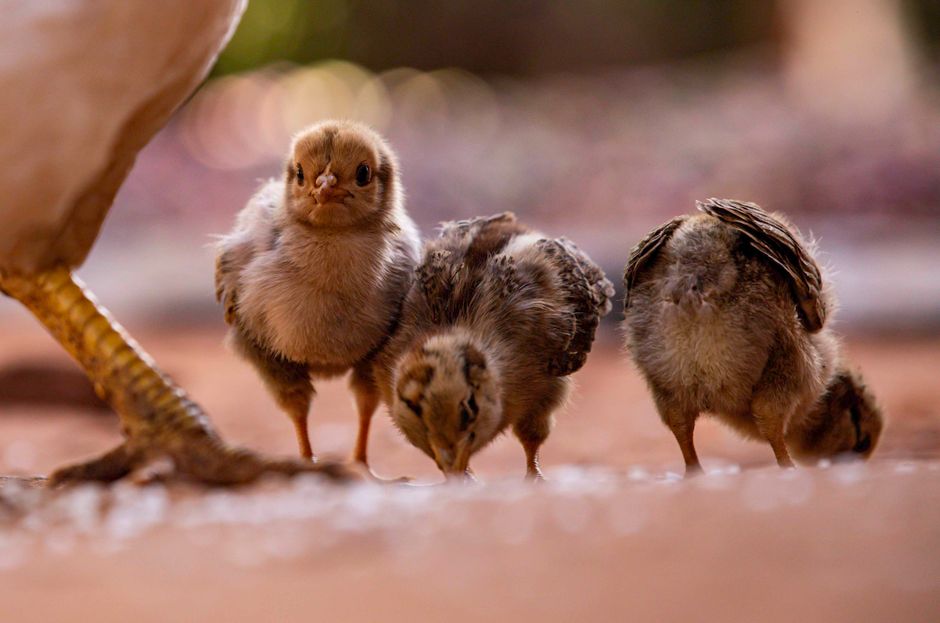 Apple Cider Vinegar for Chickens: 0.5% Solution Guide