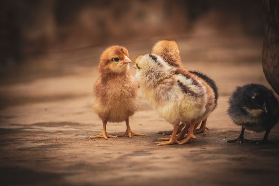 How To Prevent And Treat Pasty Butt In Baby Chicks