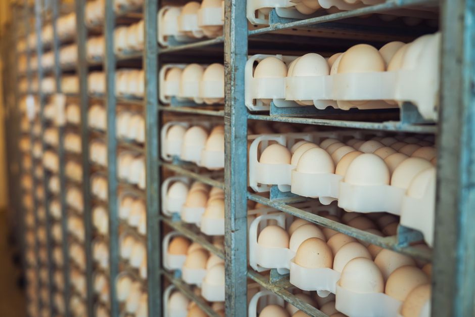Which Chicken Breeds Lay The Most Eggs Year-Round