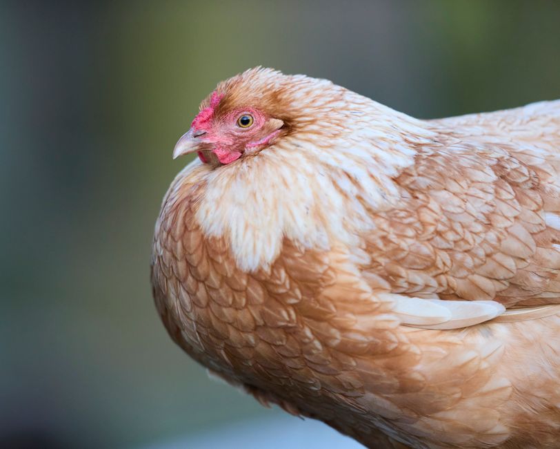 Why Orpington Chickens Win Over Backyard Flocks