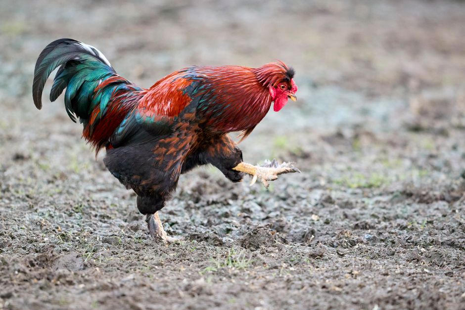 Chicken Scratch Grains: Choosing the Best Pecking Mix