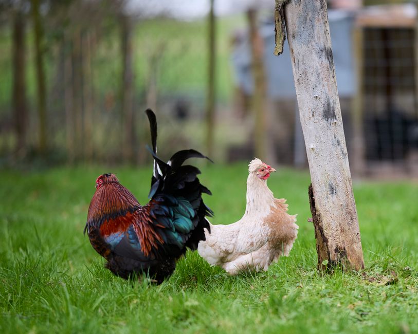What the CDC's New Backyard Flock Survey Found About HPAI