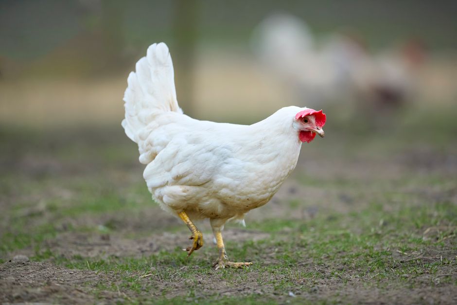 Your Chicken's First Eggs: Age, Breed, And Timing