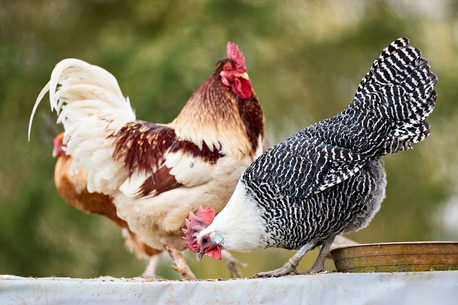 Free Range Chicken Feeding: What to Feed for Best Health