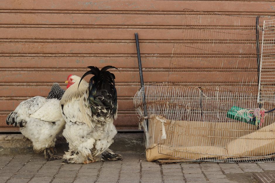 Why Cities Are Loosening Backyard Chicken Rules in 2026