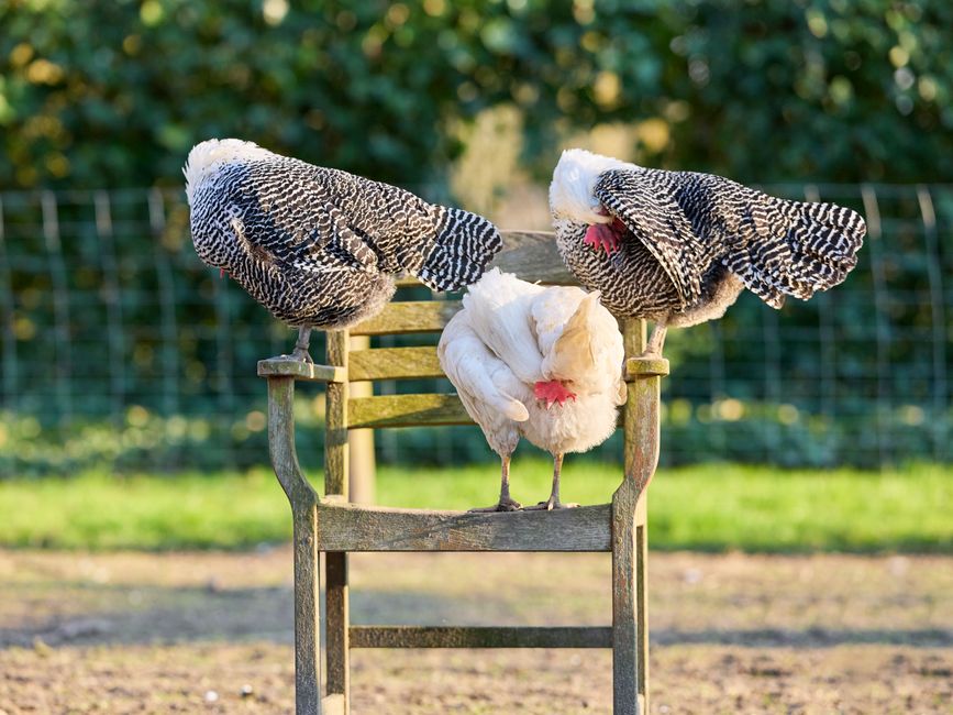 Chicken Dust Bathing: Why Birds Need It and How to Help