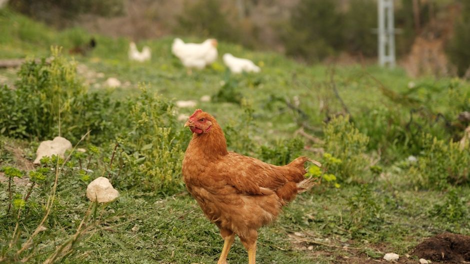 Drug-Resistant Salmonella Is Surging in Backyard Flocks Right Now