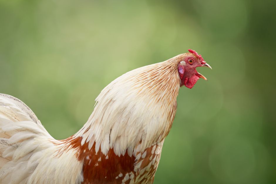 Spot Respiratory Disease Before It Spreads Through Your Flock