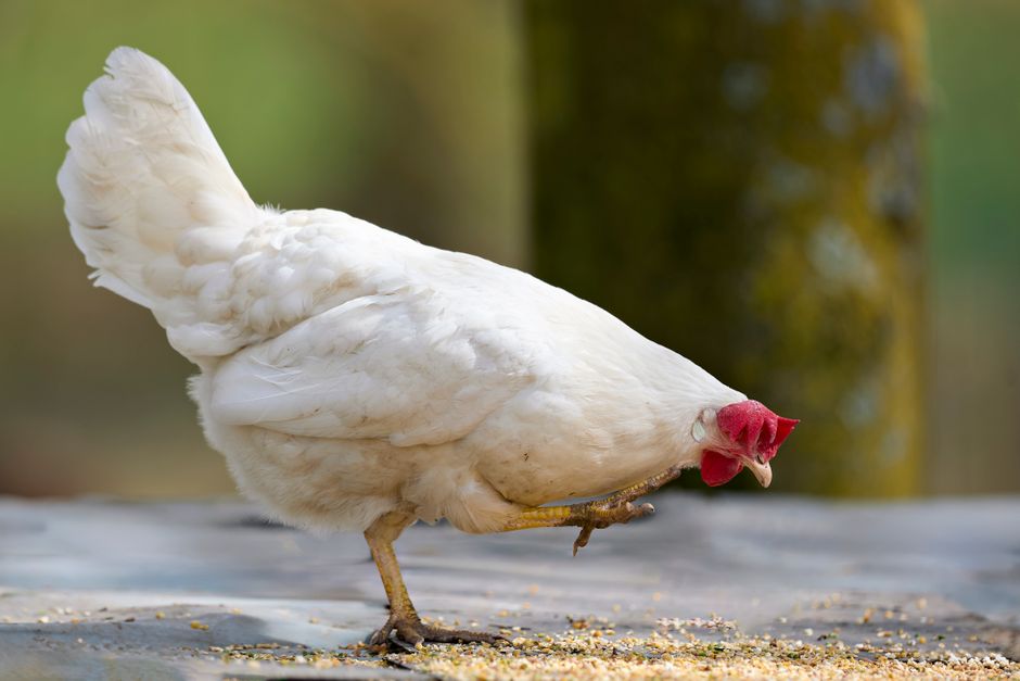 Why Your Chickens Need Grit and How to Feed It
