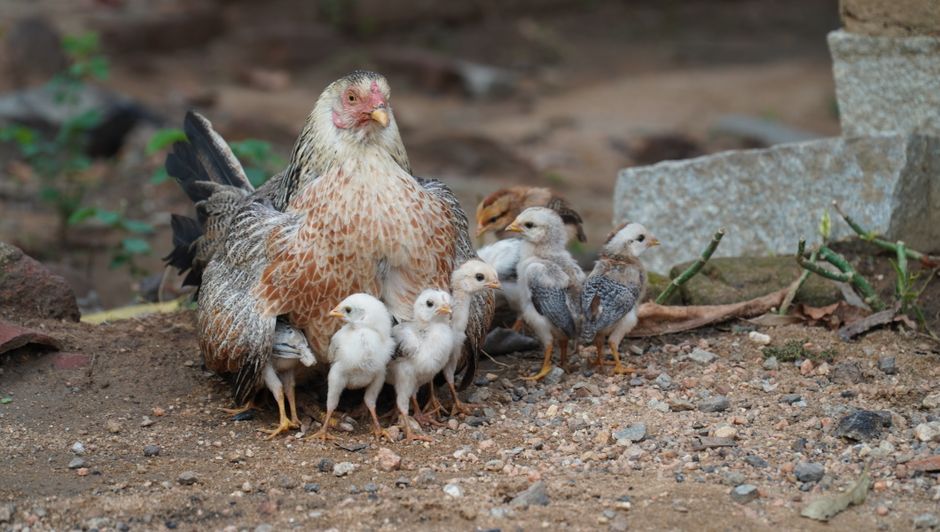 How To Safely Introduce New Chicks To Your Flock