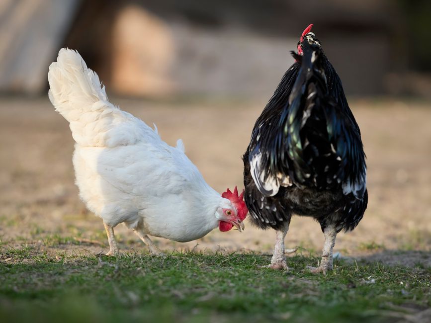 Natural Worming Solutions For Healthier Backyard Chickens