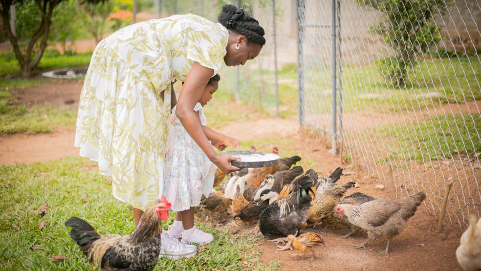 513 Sick and Counting: The Backyard Poultry Salmonella Summer Surge